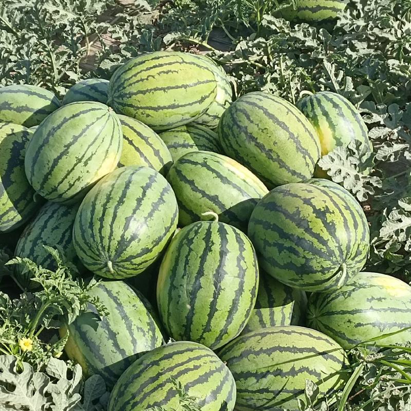 宁夏西瓜，，，继续，，，继续