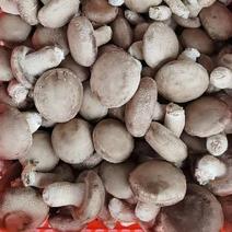 河北邢台鲜香菇大白七河基地加农户货源稳定供应