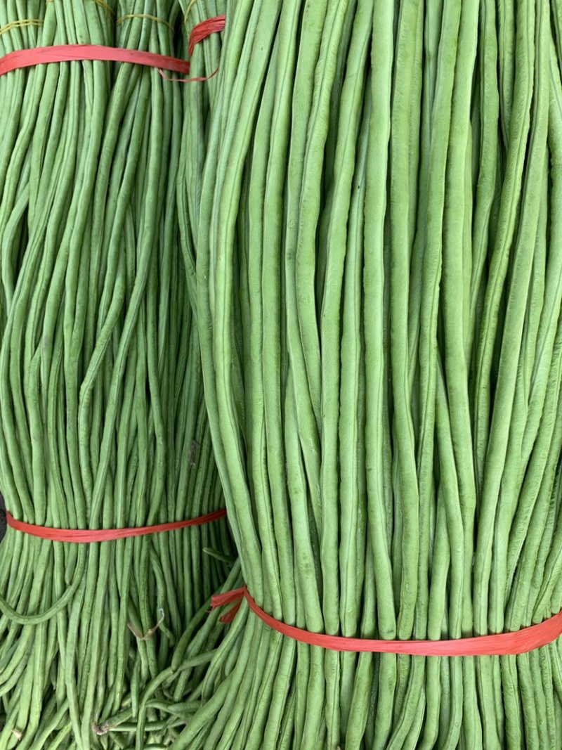 开封精品长缸豆精品长豆角河南豆角开封豆角中牟豆角可打捆定制