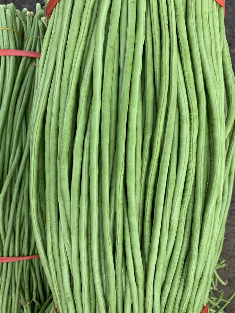 开封精品长缸豆精品长豆角河南豆角开封豆角中牟豆角可打捆定制