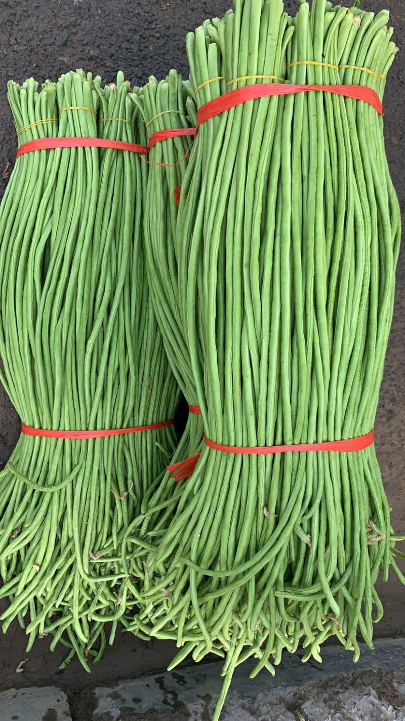 开封精品长缸豆精品长豆角河南豆角开封豆角中牟豆角可打捆定制