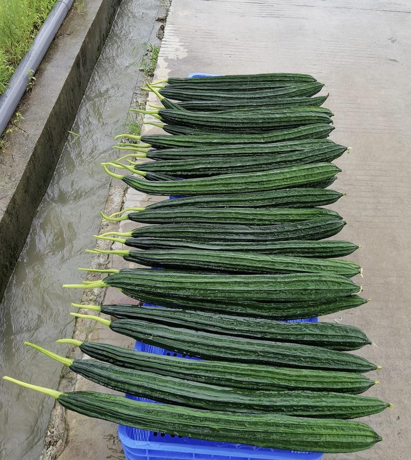 绿宝16号长丝瓜，生长旺盛，产量高