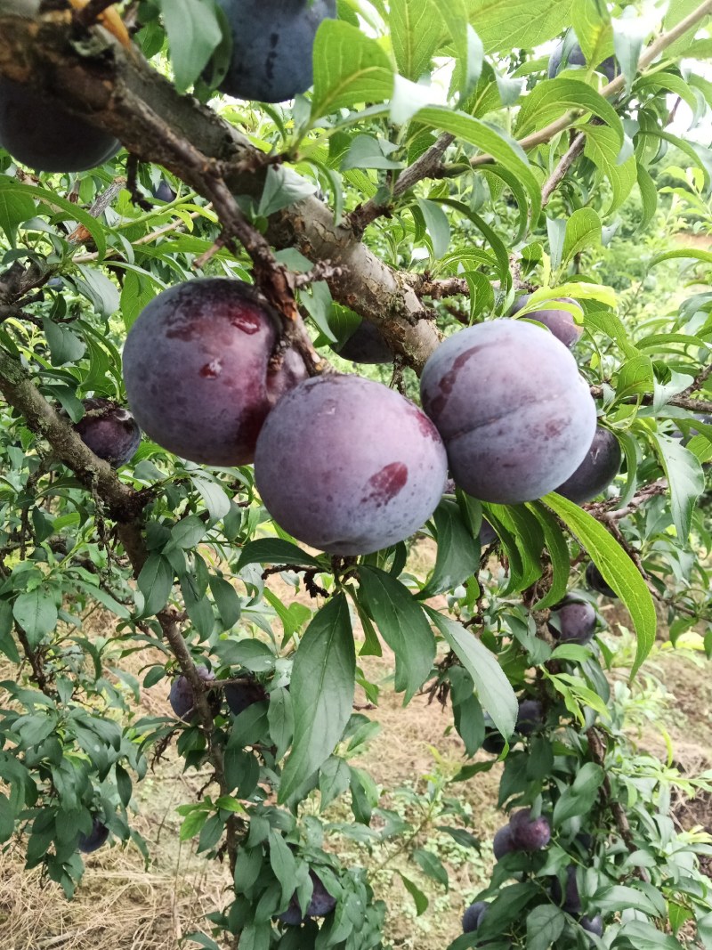 早黑李