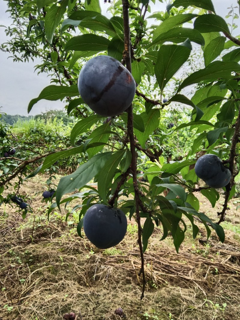 早黑李
