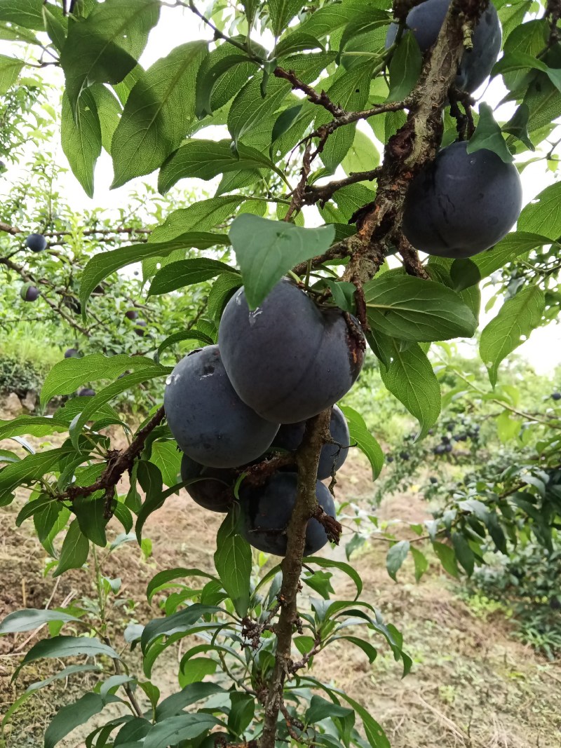 早黑李