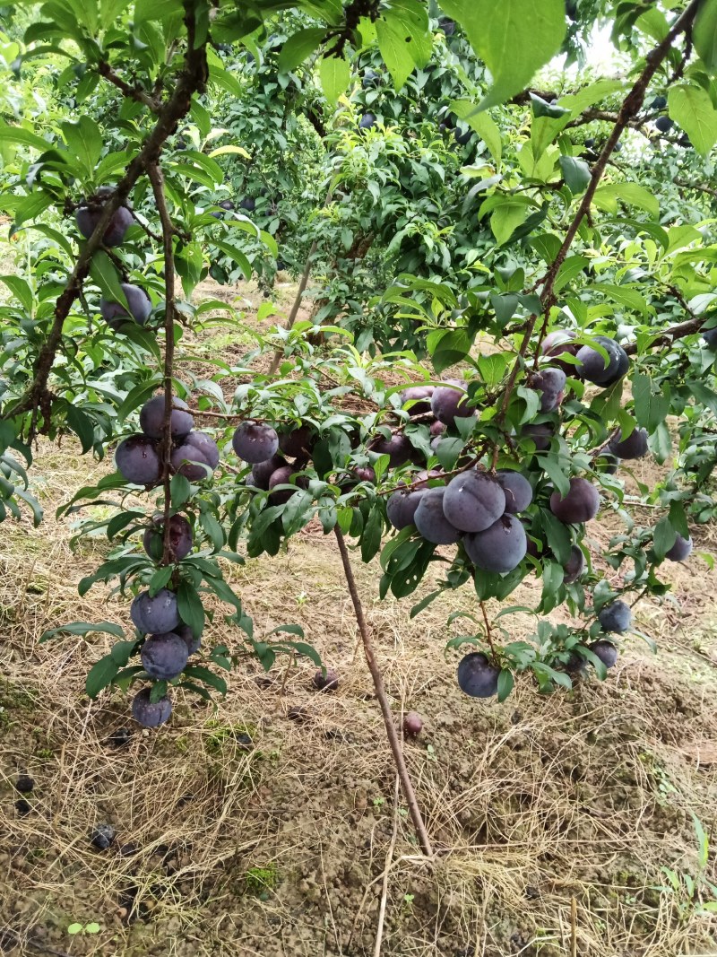 早黑李