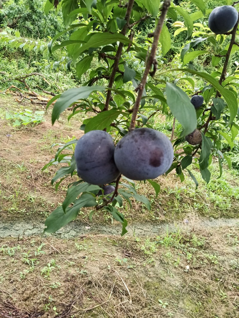 早黑李