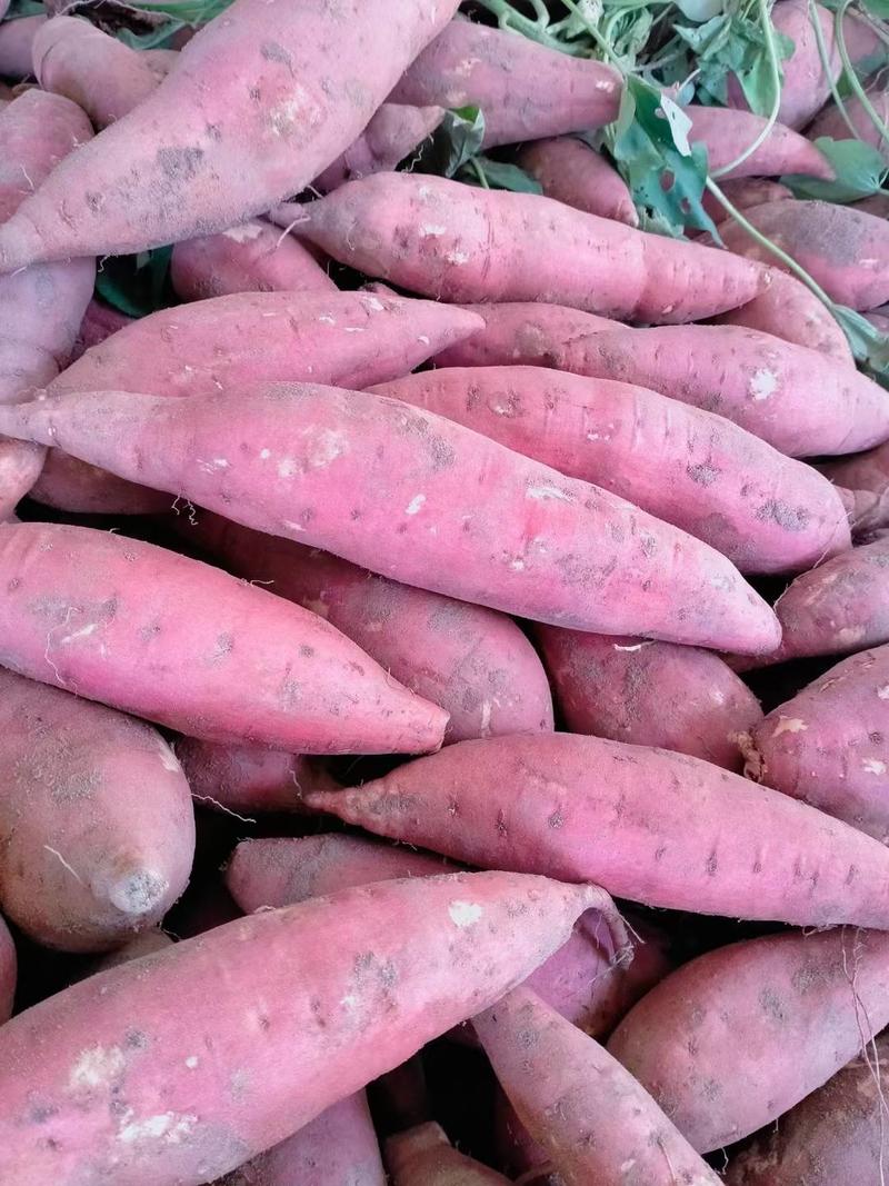 （产地直供）西瓜红蜜薯，沙地种植，万亩基地大量供应