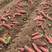 （产地直供）西瓜红蜜薯，沙地种植，万亩基地大量供应