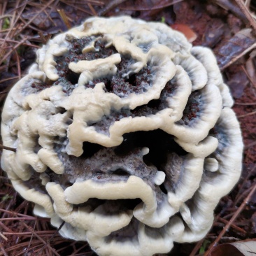 云南野生菌牛肝菌见手青野生干巴菌宜良小哨干巴菌