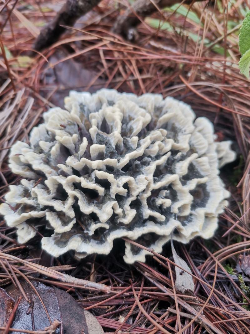 云南野生菌牛肝菌见手青野生干巴菌宜良小哨干巴菌