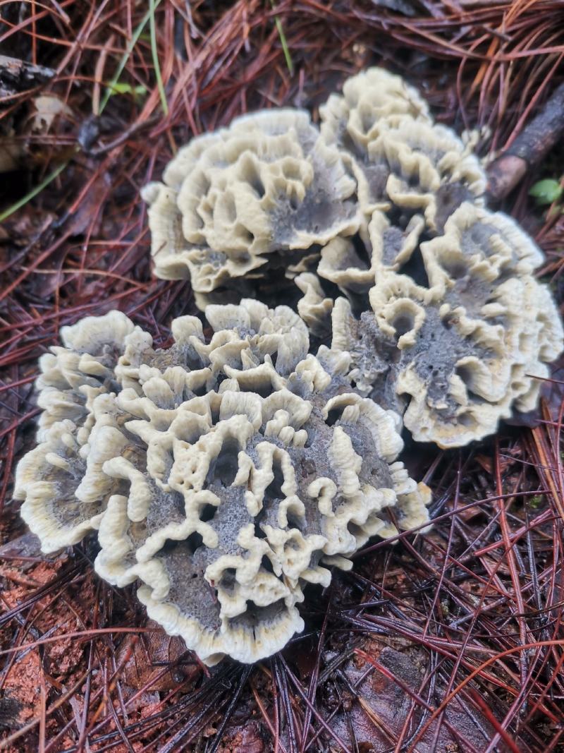 云南野生菌牛肝菌见手青野生干巴菌宜良小哨干巴菌