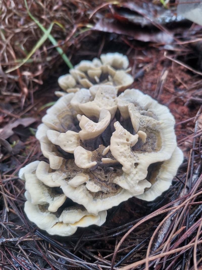 云南野生菌牛肝菌见手青野生干巴菌宜良小哨干巴菌