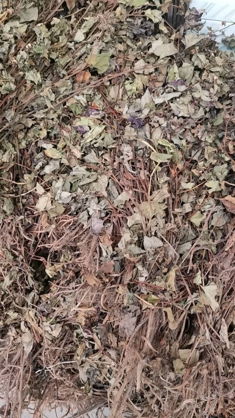 鱼腥草颜色好选货扎把一手货源天然无污染纯野生味道浓