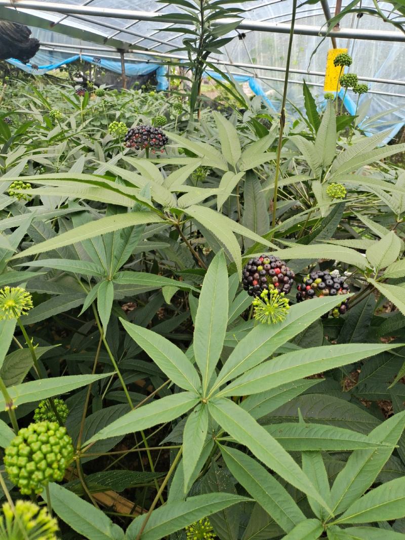 竹节参种籽