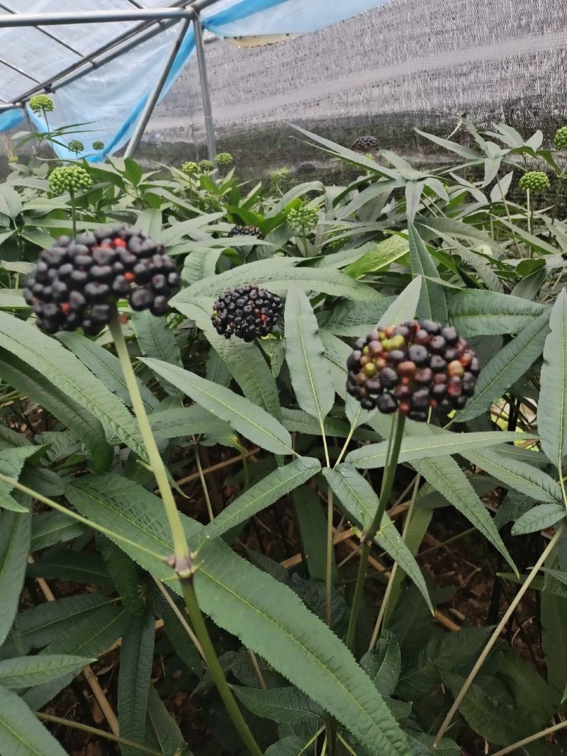 竹节参种籽
