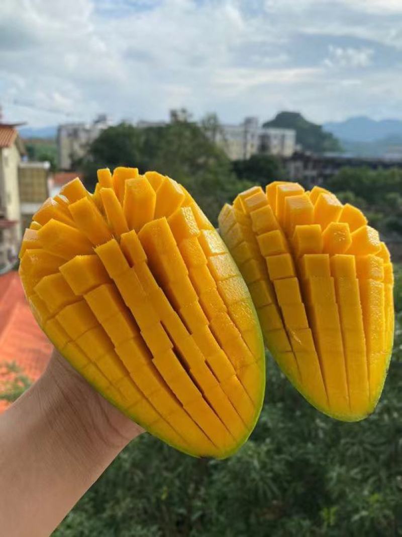 西双版大青芒