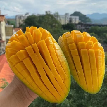 西双版大青芒
