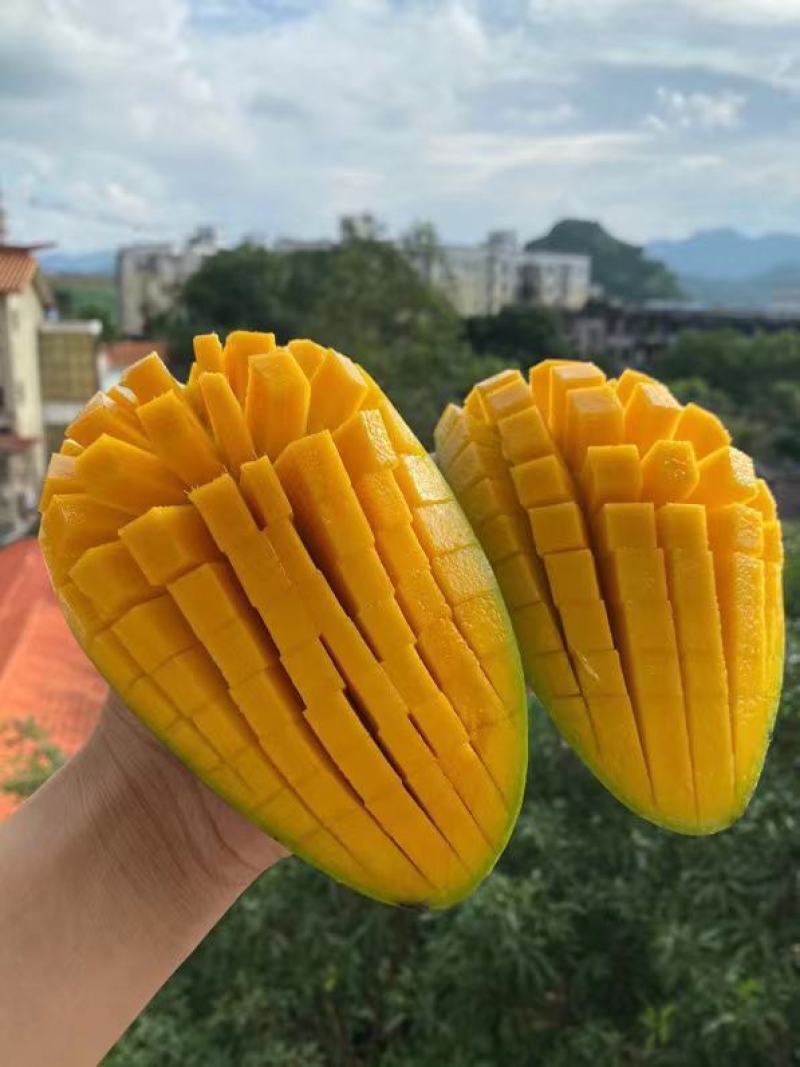 西双版大青芒
