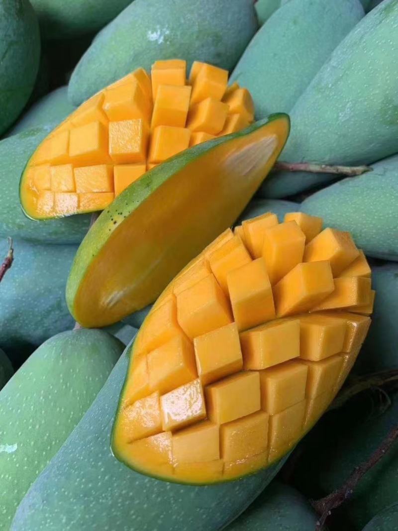 西双版大青芒