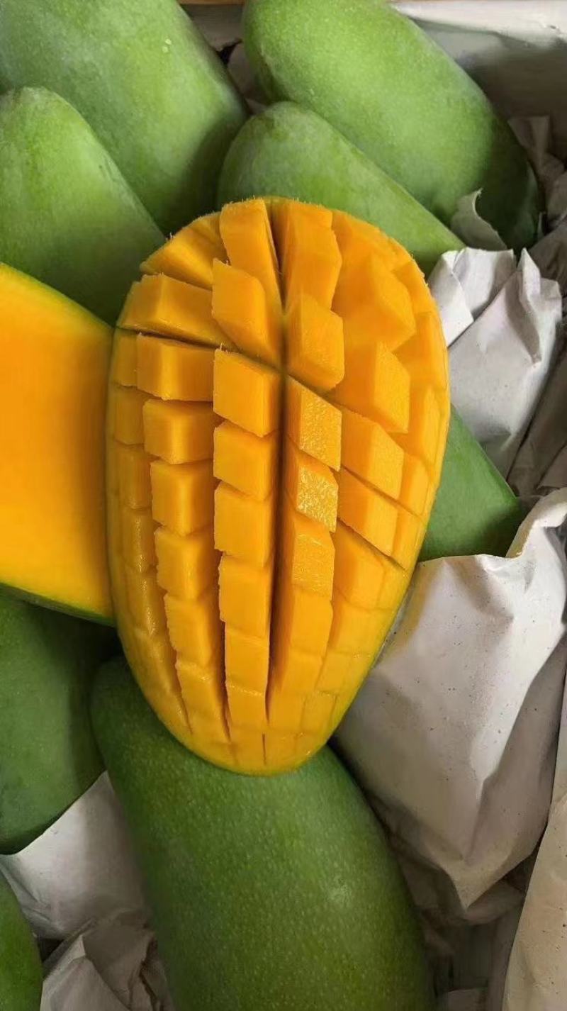 西双版大青芒