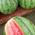 美都西瓜