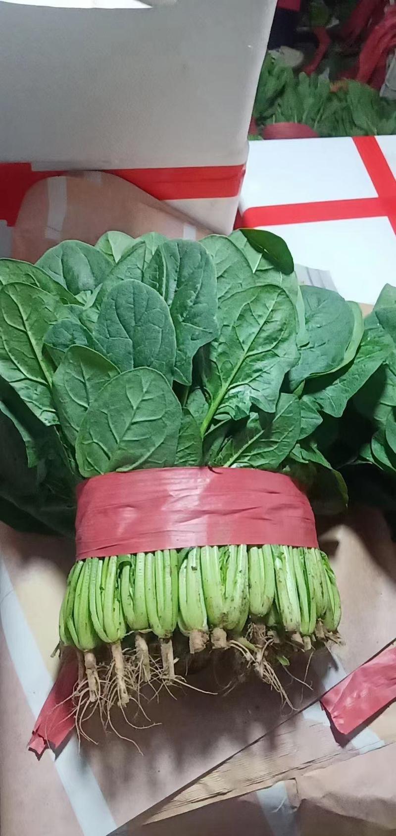 菠菜。颜色深绿，可供山东河南全国各大市场超市