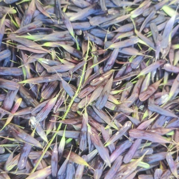 【推荐】板兰根籽出售，量大价优，欢迎进店联系