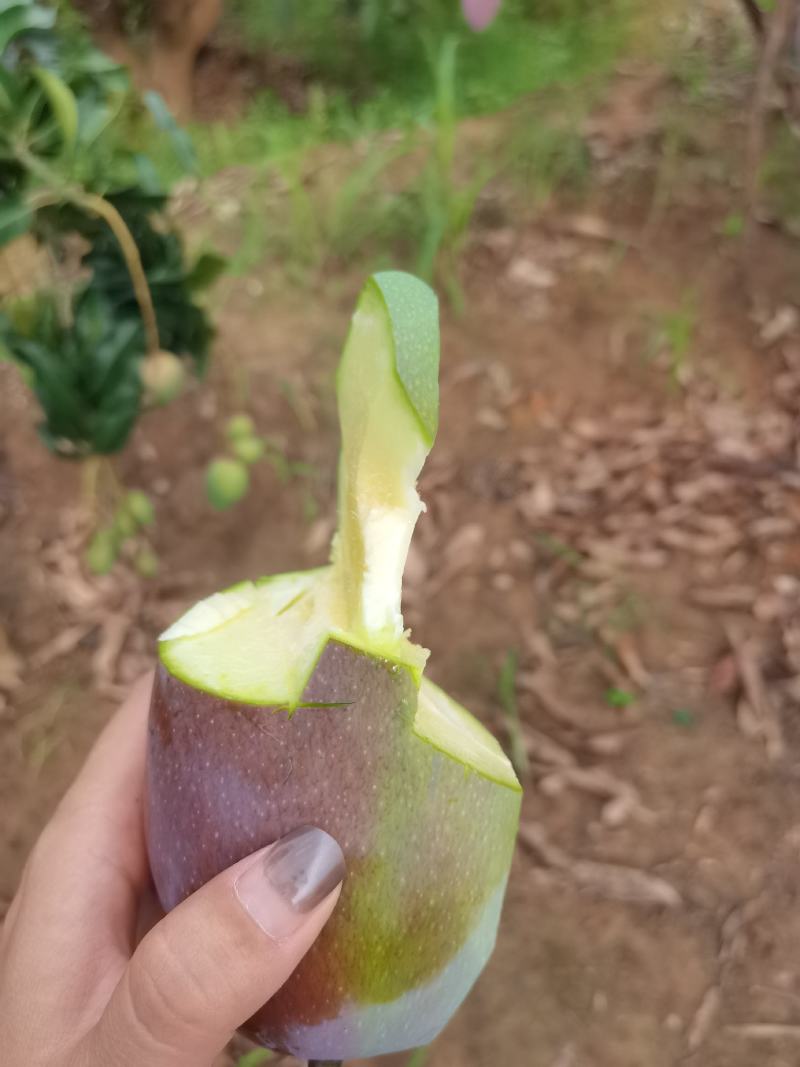 贵妃芒果，广西田阳美丽之乡芒果代收，代办