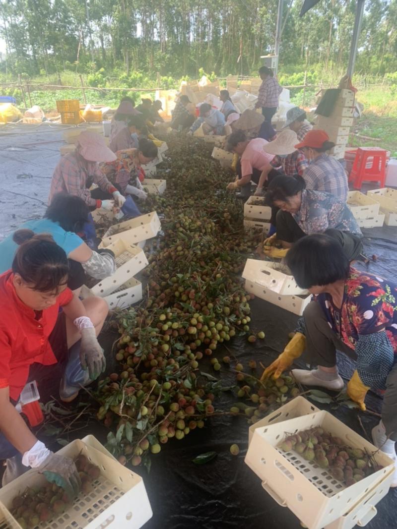 铭国果业，精品妃子笑，货源充足，只拼质量，