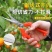 园艺修剪枝采果剪摘果剪花椒剪枸杞采摘工具果蔬剪刀花剪