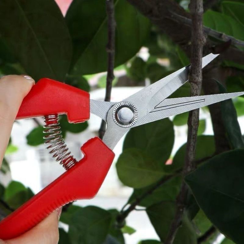 园艺修剪枝采果剪摘果剪花椒剪枸杞采摘工具果蔬剪刀花剪