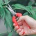 园艺修剪枝采果剪摘果剪花椒剪枸杞采摘工具果蔬剪刀花剪