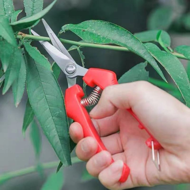 园艺修剪枝采果剪摘果剪花椒剪枸杞采摘工具果蔬剪刀花剪