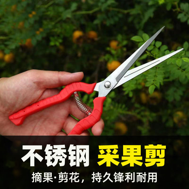 园艺修剪枝采果剪摘果剪花椒剪枸杞采摘工具果蔬剪刀花剪