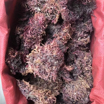 紫色石化菜价格美丽要的来