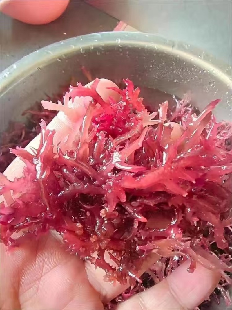 紫色石化菜价格美丽要的来