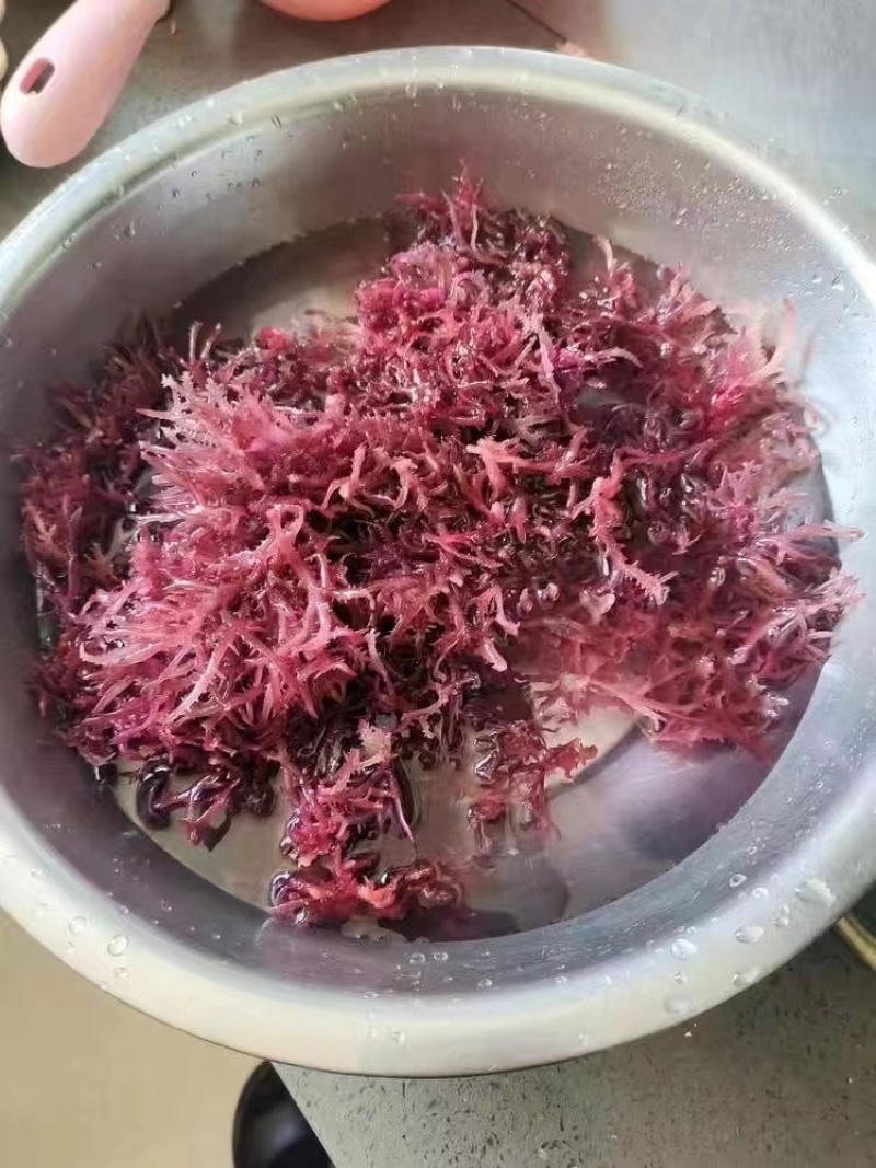紫色石化菜价格美丽要的来