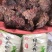 紫色石化菜价格美丽要的来