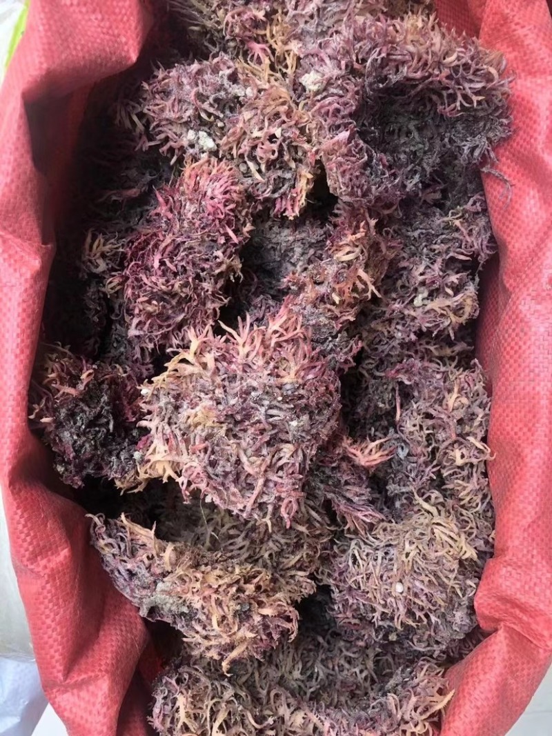紫色石化菜价格美丽要的来