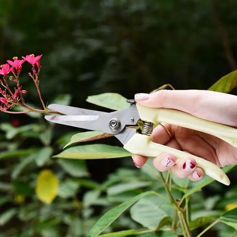 果树修枝剪刀园艺修剪树枝园林省力修花枝剪苹果梨子摘果不锈