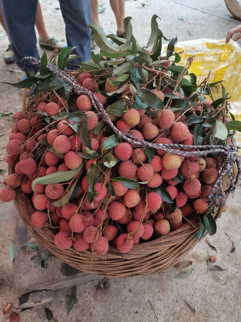 津津黑叶荔乡，荔枝品味，灵山荔枝之乡