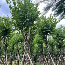 洋紫荊、宫粉紫荆、弯叶树
