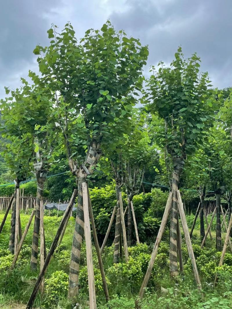 洋紫荊、宫粉紫荆、弯叶树
