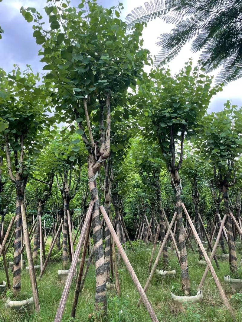 洋紫荊、宫粉紫荆、弯叶树
