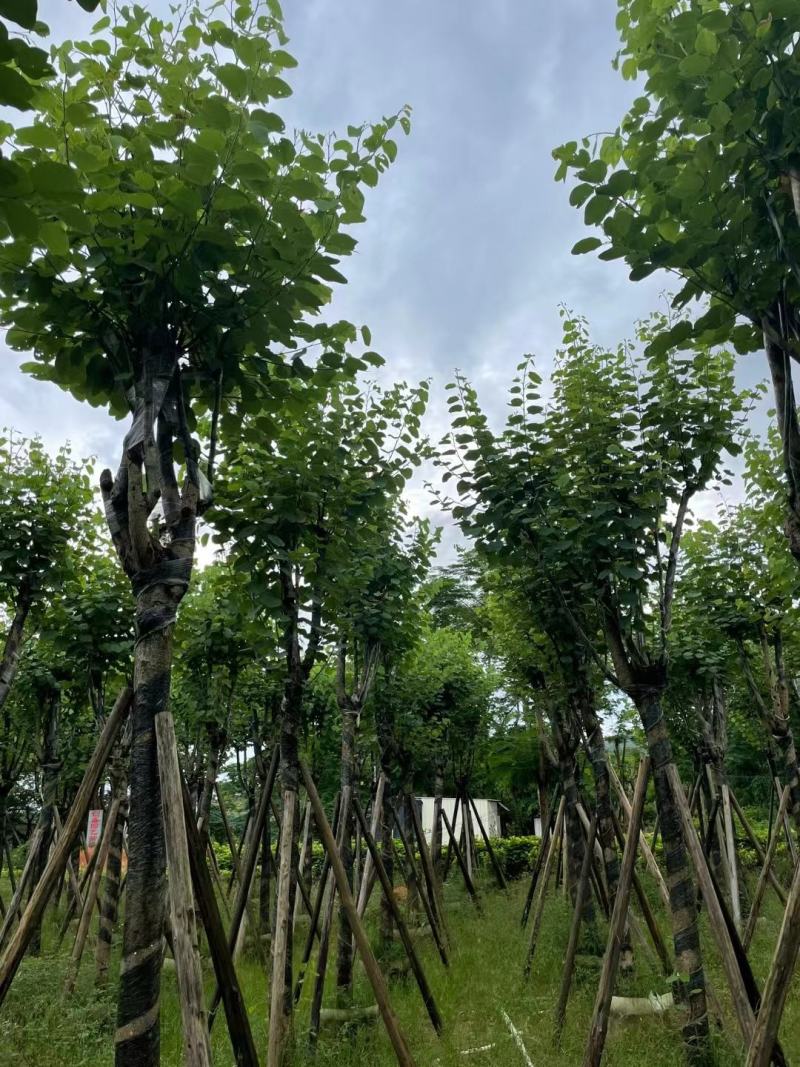 洋紫荊、宫粉紫荆、弯叶树