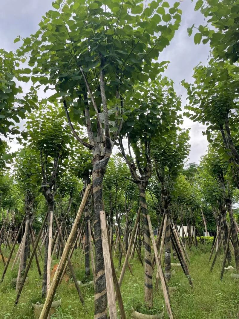洋紫荊、宫粉紫荆、弯叶树