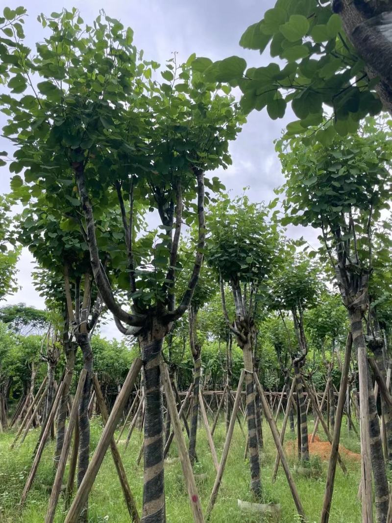 洋紫荊、宫粉紫荆、弯叶树