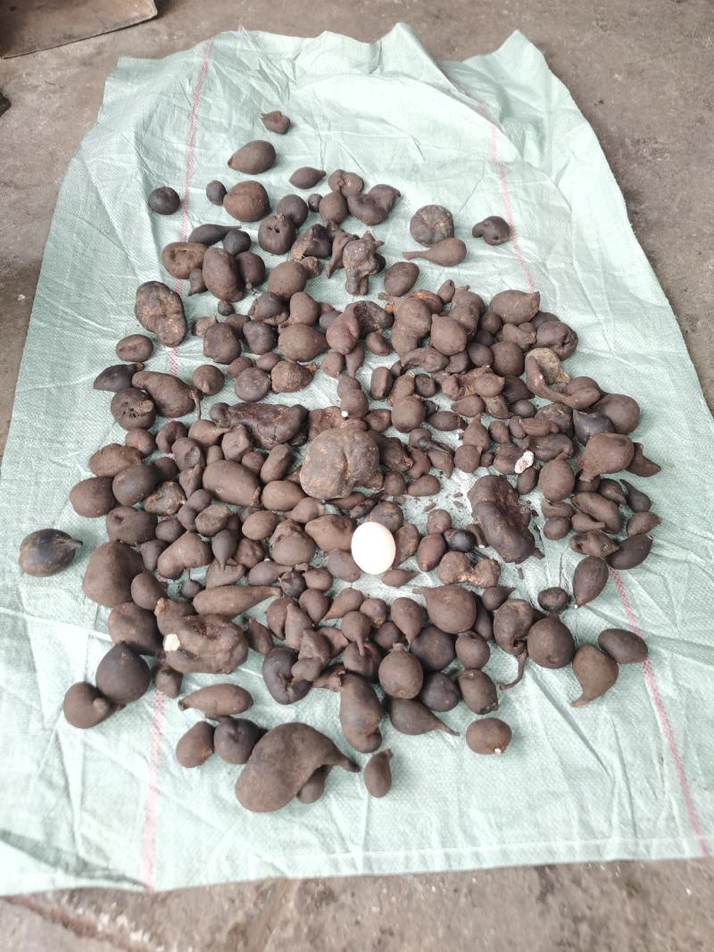 乌灵参，鸡枞胆，云南腾冲