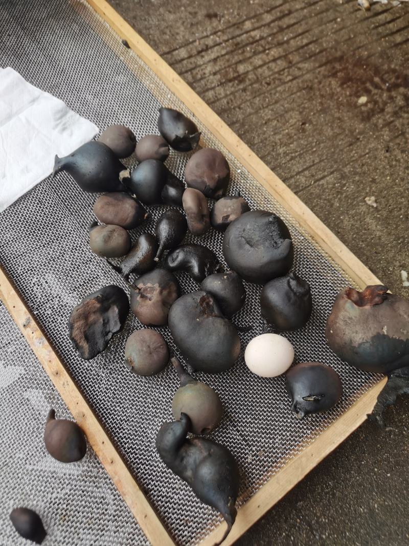 乌灵参，鸡枞胆，云南腾冲